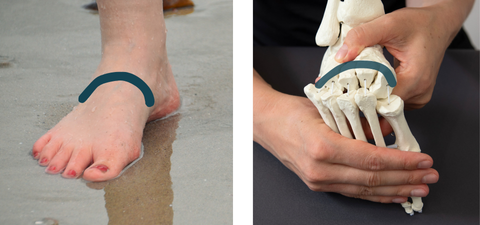 Mittelfußquergewölbe