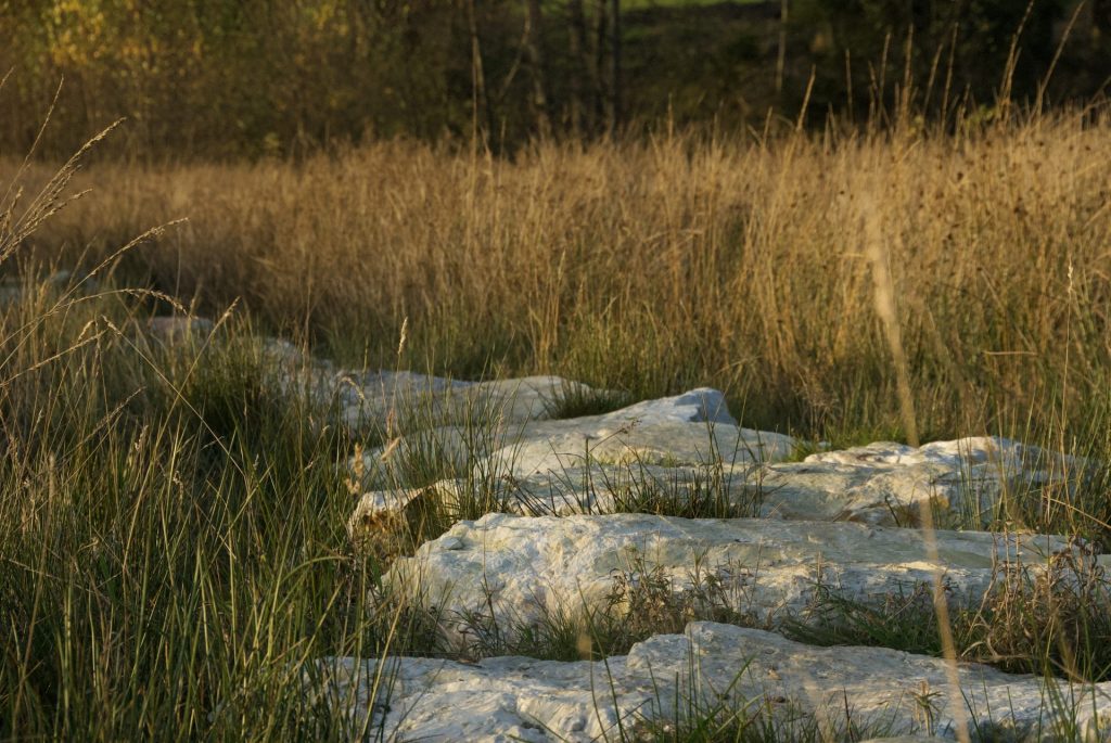 Steiniger Pfad in hohem Gras